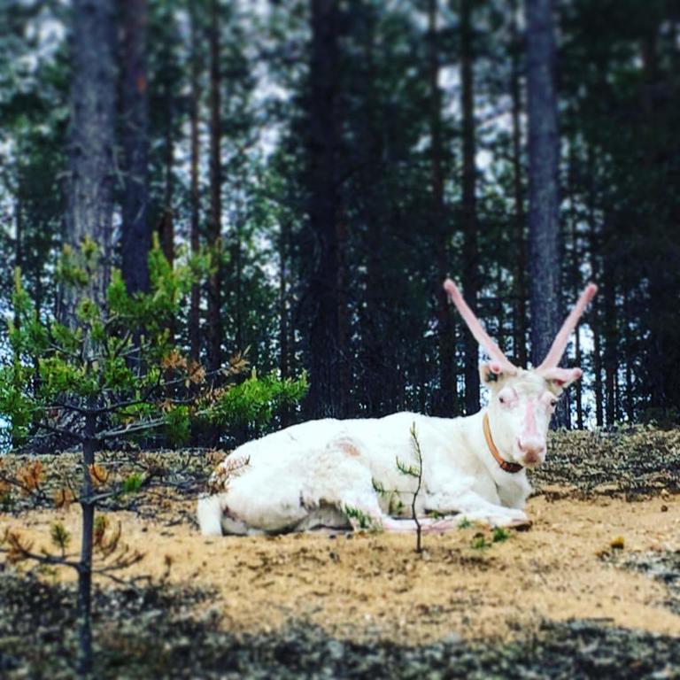 Pyhaen Kortepuolukka Pyhätunturi Exterior foto
